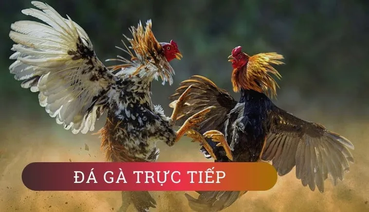 Cách Chơi Đá Gà GA28 HB88 Sân Chơi Cá Cược Kịch Tính Hấp Dẫn 2 Cách Chơi Đá Gà GA28 HB88 Sân Chơi Cá Cược Kịch Tính Hấp Dẫn