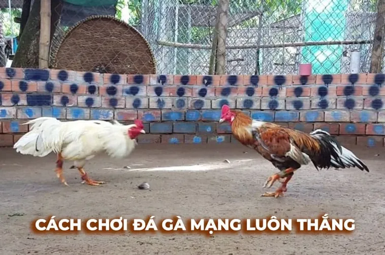 Cách Chơi Đá Gà Sabong HB88 Trải Nghiệm Cá Cược Chuyên Nghiệp 2 Cách Chơi Đá Gà Sabong HB88 Trải Nghiệm Cá Cược Chuyên Nghiệp